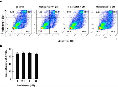 Stabilization of Hypoxia-Inducible Factor Promotes Antimicrobial Activity of Human Macrophages Against Mycobacterium tuberculosis